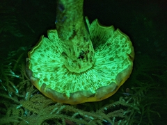 Pholiota