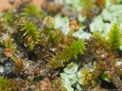Frullania