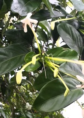 Posoqueria latifolia