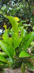 Papilionidae