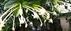 Posoqueria latifolia