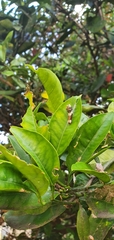 Papilionidae