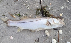 Centropomus undecimalis