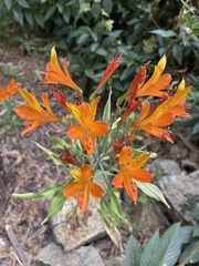 Alstroemeria ligtu simsii