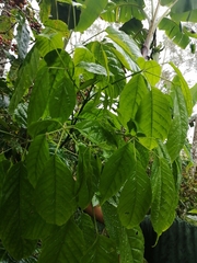 Handroanthus