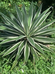 Agave angustifolia