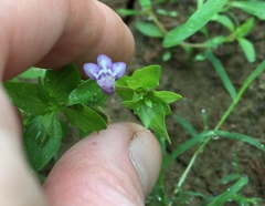 Lindernia dubia anagallidea