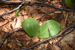 Platanthera chlorantha