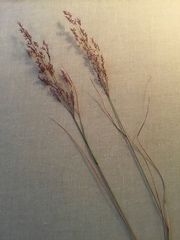 Agrostis mertensii