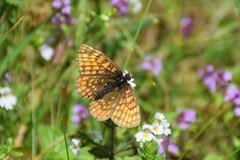 Melitaea cinxia