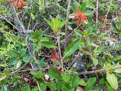 Embothrium coccineum