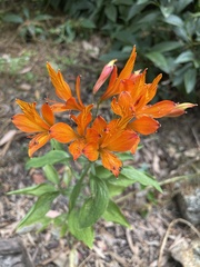 Alstroemeria ligtu simsii
