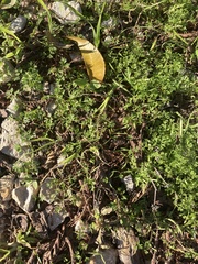Lepidium didymum
