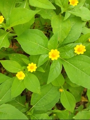 Acmella oppositifolia