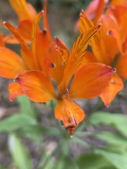 Alstroemeria ligtu simsii