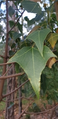 Brachychiton populneus