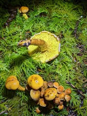 Pholiota
