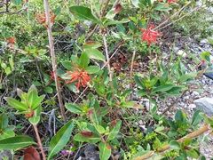 Embothrium coccineum