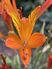 Alstroemeria ligtu simsii