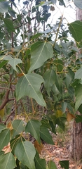 Brachychiton populneus