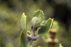 Ceanothus perplexans