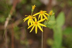 Senecio velleioides