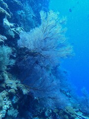 Melithaea ochracea