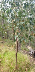 Brachychiton populneus