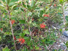 Embothrium coccineum