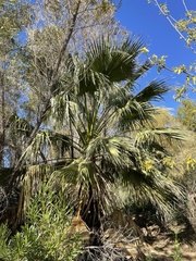 Washingtonia filifera