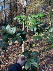 Ligustrum japonicum