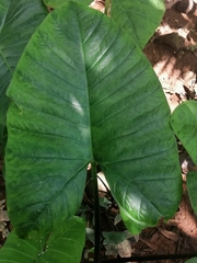 Xanthosoma sagittifolium