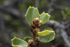 Ceanothus perplexans