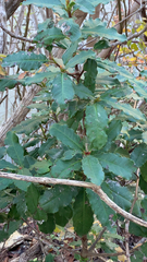 Photinia serratifolia