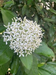 Ixora coccinea