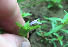 Lindernia dubia anagallidea