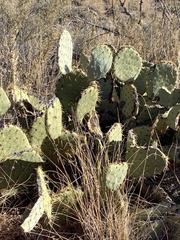 Opuntia orbiculata