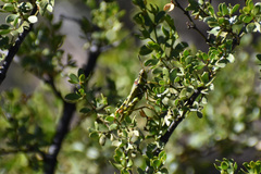 Bootettix argentatus