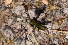 Bootettix argentatus