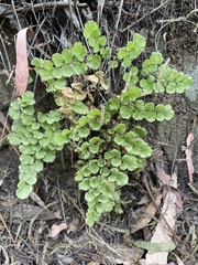 Adiantum chilense