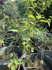 Varronia curassavica