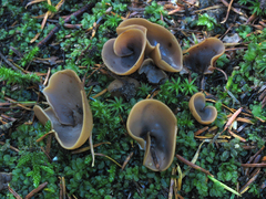 Otidea alutacea