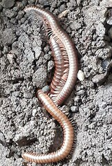 Cylindroiulus punctatus