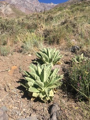 Verbascum thapsus