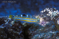 Halichoeres radiatus