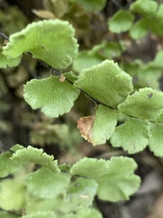 Adiantum chilense