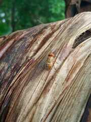 Copestylum sexmaculatum