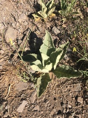 Verbascum thapsus