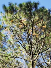 Pinus