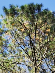 Pinus
